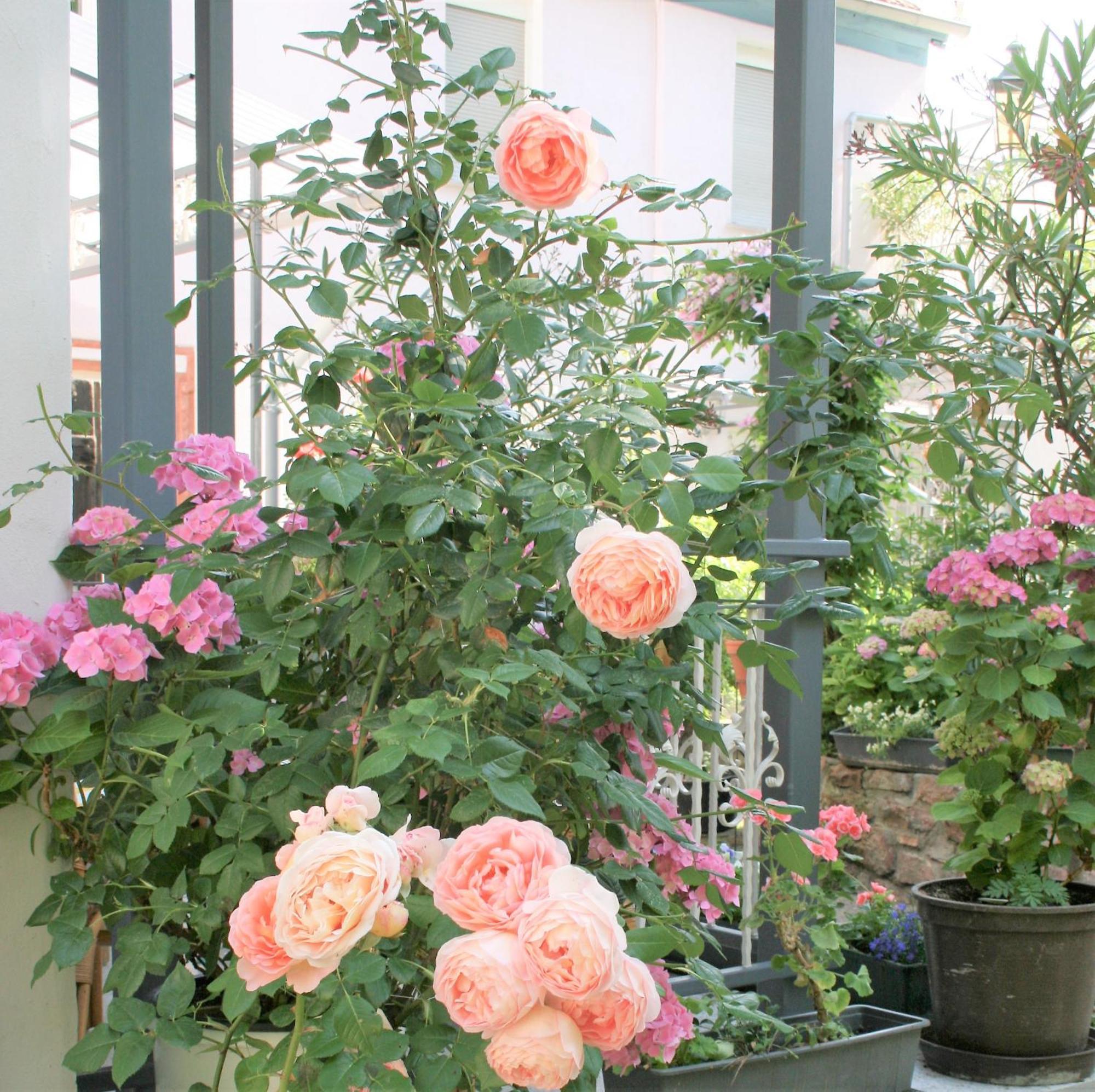 Herrenhof Worms Ngoại thất bức ảnh